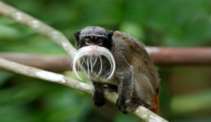 Wildlife Reserves Singapore's Hello From The Wild Side 2.0 offers up close virtual interaction with River Safari's adorable Emperor Tamarins.